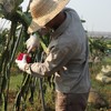 火龙果采摘活动 | 农园活动*Dragon fruit picking | Farm Activities 商品缩略图6