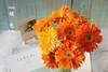 橙色扶郎花10枝一扎 商品缩略图1