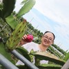 火龙果采摘活动 | 农园活动*Dragon fruit picking | Farm Activities 商品缩略图1