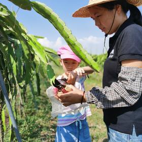 火龙果采摘活动 | 农园活动*Dragon fruit picking | Farm Activities