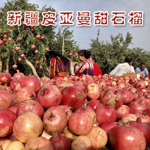 【和田】皮亚曼丑石榴10斤超值装（11-12果） 商品图0