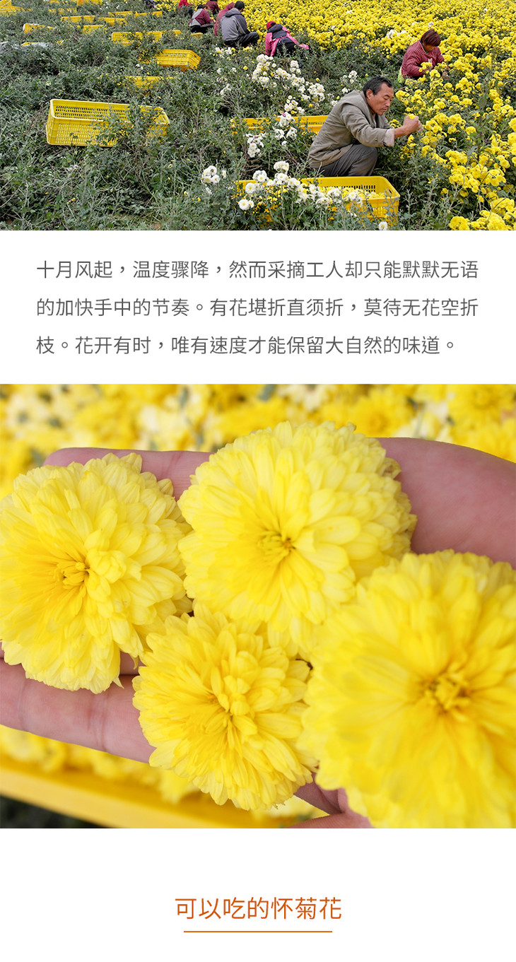 寻源坊丨河南焦作怀菊花瓶装产地直发