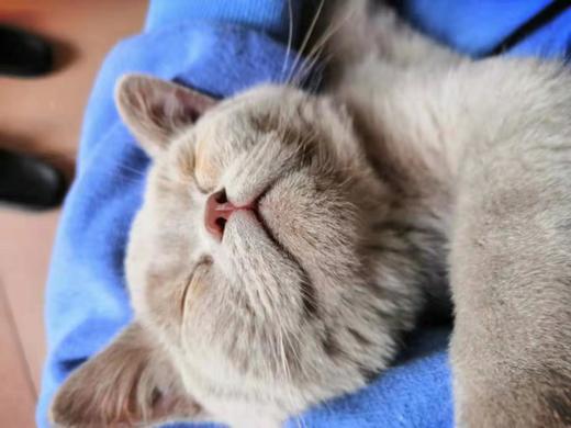 测试 猫 商品图1