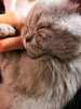 测试 猫 商品缩略图0
