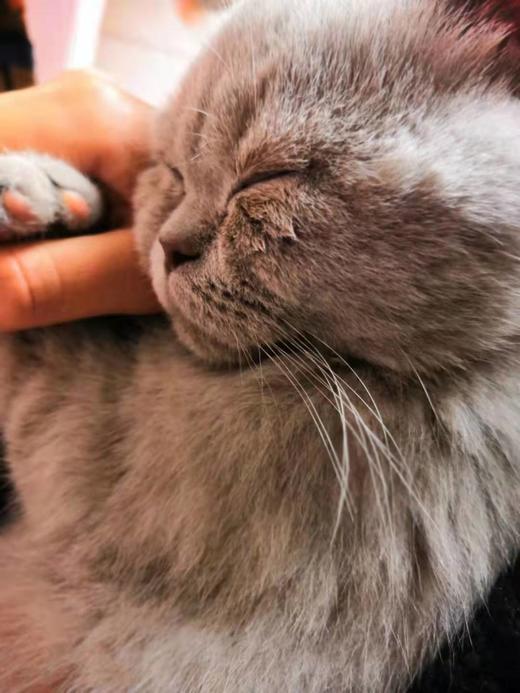 测试 猫 商品图0