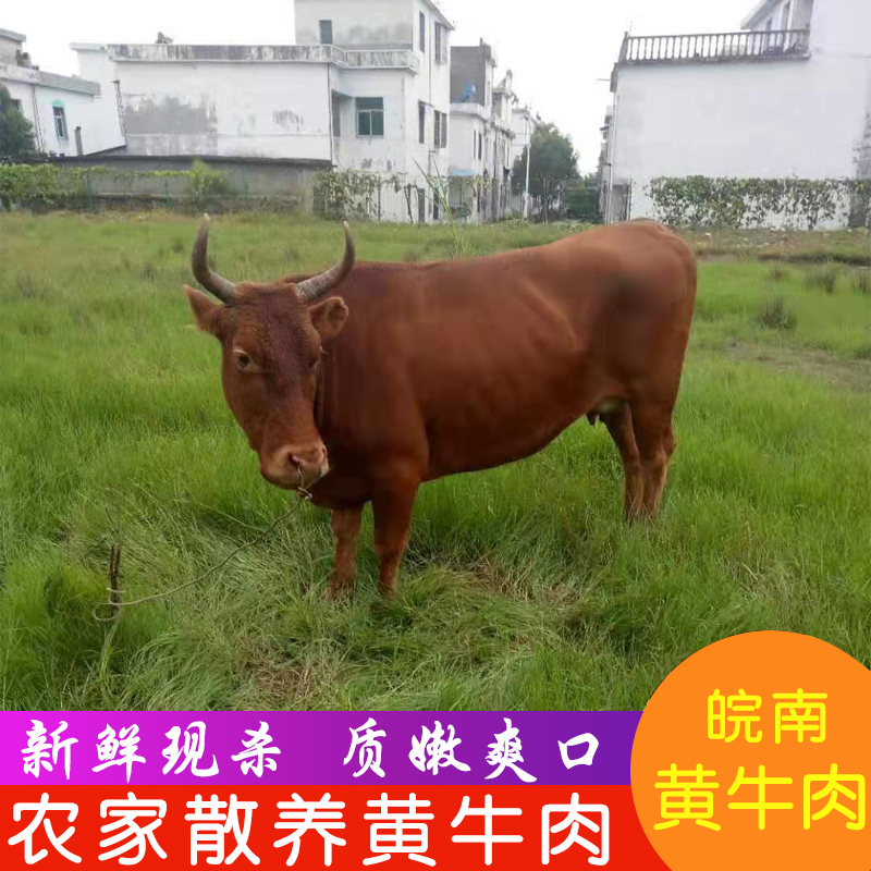 正宗黄牛肉 农家散养黄牛  新鲜现宰