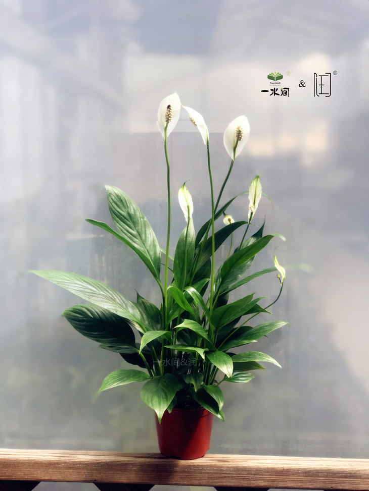 家庭绿植||美酒白掌