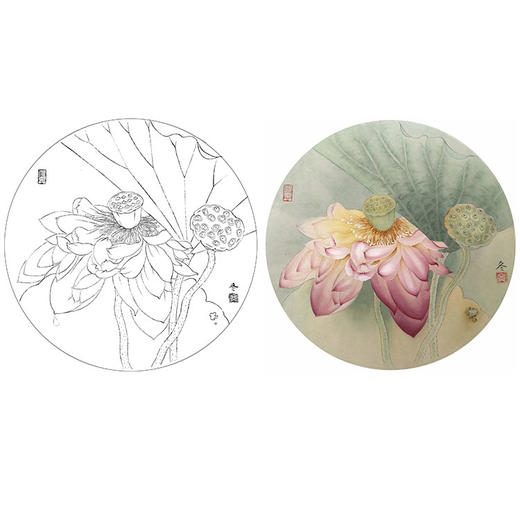 杨冬冬工笔花鸟白描底稿-荷花小品《菁云》-多种白描尺寸可选-HD01 商品图0