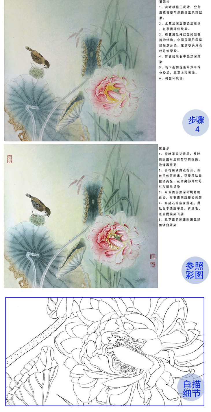 杨冬冬工笔荷花白描底稿-有步骤图-hd54 - 工笔画底稿