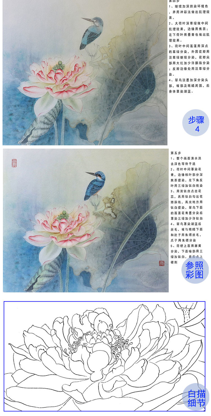 杨冬冬工笔荷花白描底稿-有步骤图-hd49