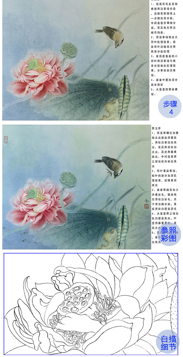 杨冬冬工笔荷花白描底稿-有步骤图-hd51