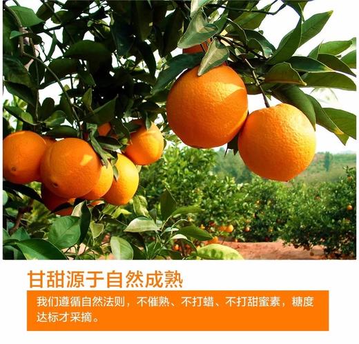 赣南脐橙 商品图1
