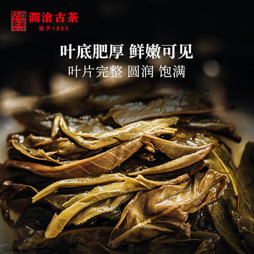【双11预售】澜沧古茶2019年007普洱茶生茶饼茶生普七子饼茶叶357g 商品图3