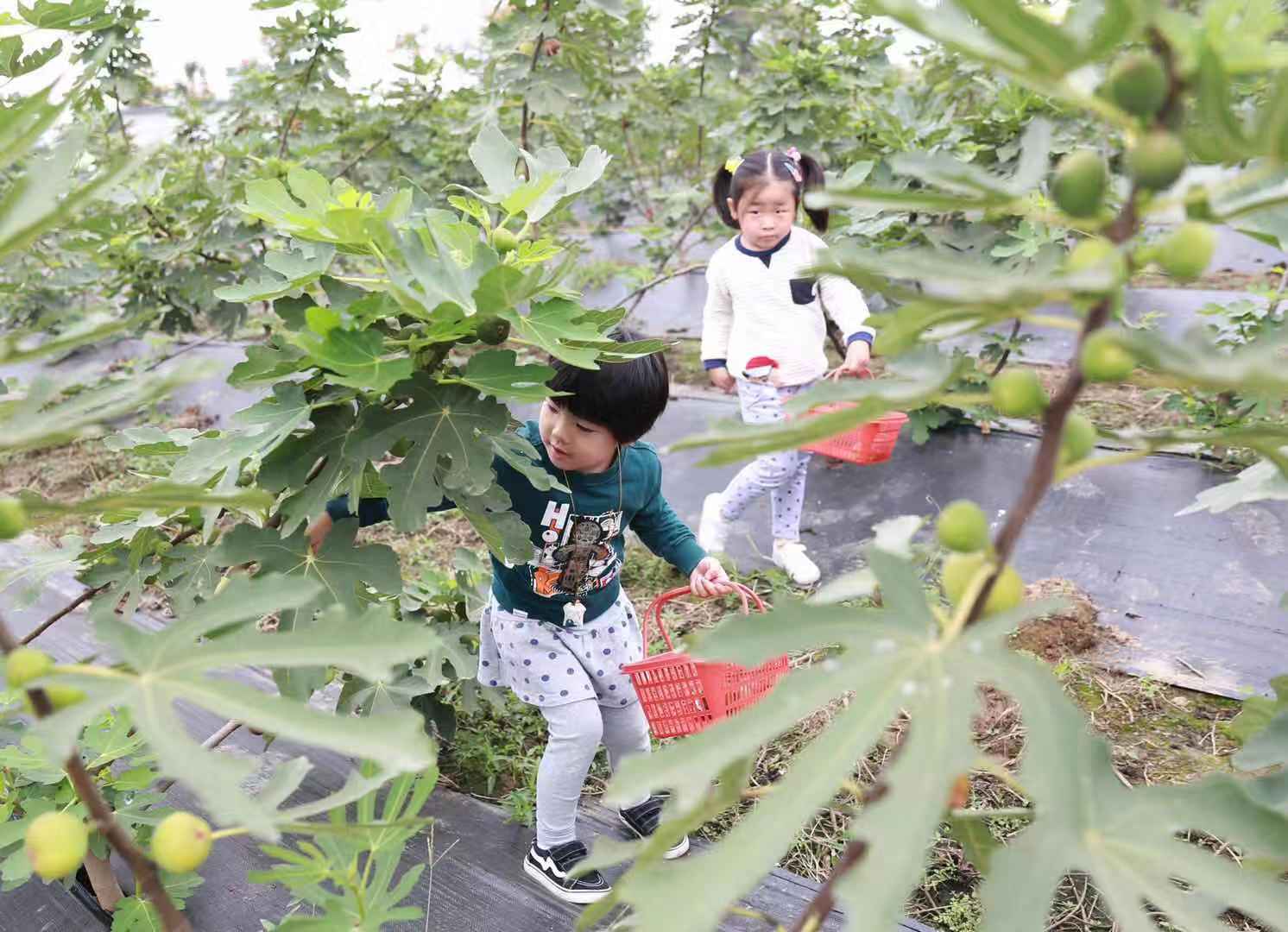 采风专享链接