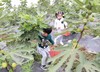 采风专享链接 商品缩略图0