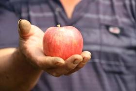 一年只有7天果期的花冠苹果，相传只有0.1%的人才有机会吃到