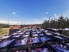 高原红 红元帅5斤±100g（小果）【团购价9.9元】 商品缩略图3