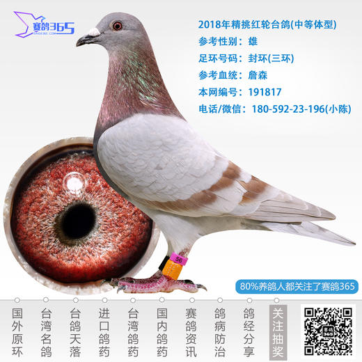 2018年精挑红轮台鸽-雄-编号191817