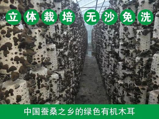 安徽岳西桑枝黑木耳袋装 商品图2
