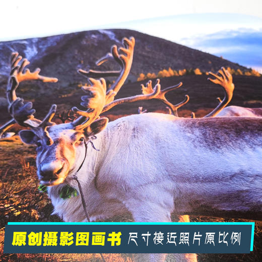娃娃龙原创图画书 驯鹿人的孩子  彭懿新作 精装版绘本 商品图3