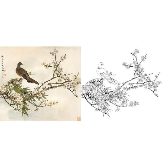 田世光工笔花鸟白描底稿-《白眉斑鸠》斗方小品册页-多种白描尺寸可选-SG09 商品图0