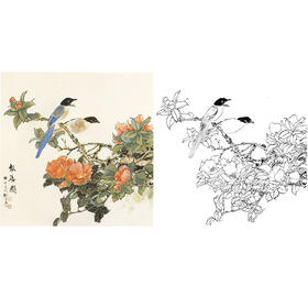 田世光工笔花鸟白描底稿-《报春图》斗方小品册页-多种白描尺寸可选-SG02