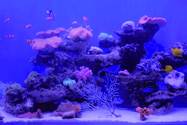 壁纸 海底 海底世界 海洋馆 水族馆 桌面 640_427 gif 动态图 动图