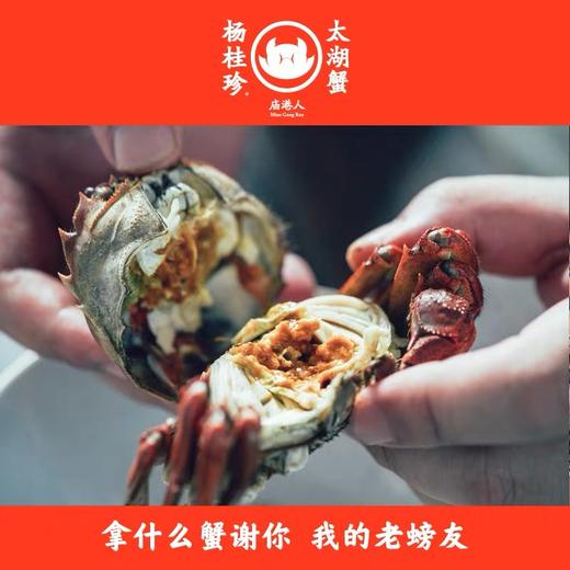 （永久下架）【大闸蟹】庙港人杨桂珍太湖蟹 鲜活大闸蟹 商品图1
