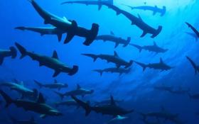 【行程】日本东京潜水，锤头风暴、鲨鱼城堡、水下神社 - 2020年7月6天5晚