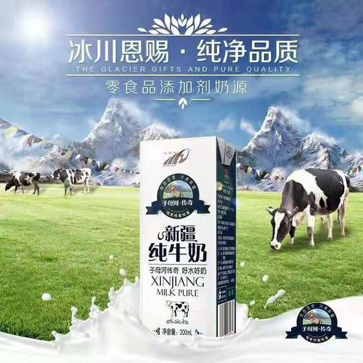 新疆子母河传奇纯牛奶200ml*12盒 商品图2