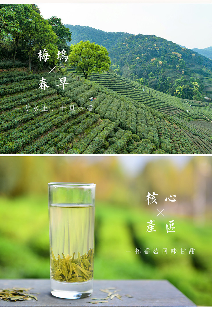 西湖龙井 茶语心境 明前精品250g 明前茶叶春茶绿茶