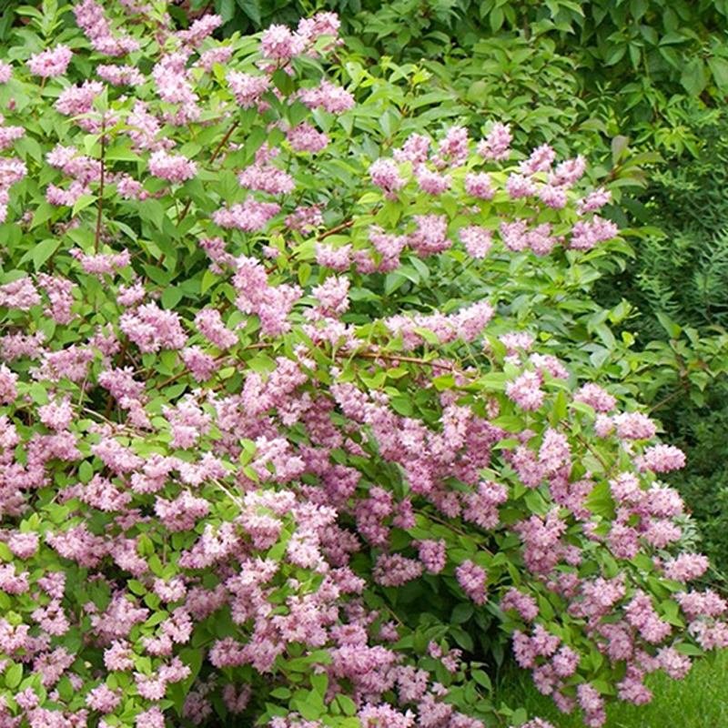 海蒂的花园 夏樱花溲疏花灌木丰花耐阴室外庭院花卉
