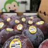 美国鸵鸟蛋，兼具了杏的香味与李子的甜味，色泽酱红。吃起来口感脆爽清甜，肉厚核小，果子个头超大 220g 商品缩略图5