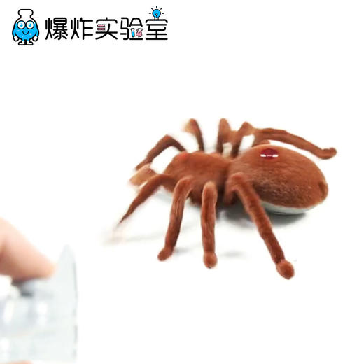 遥控仿生蜘蛛 商品图1