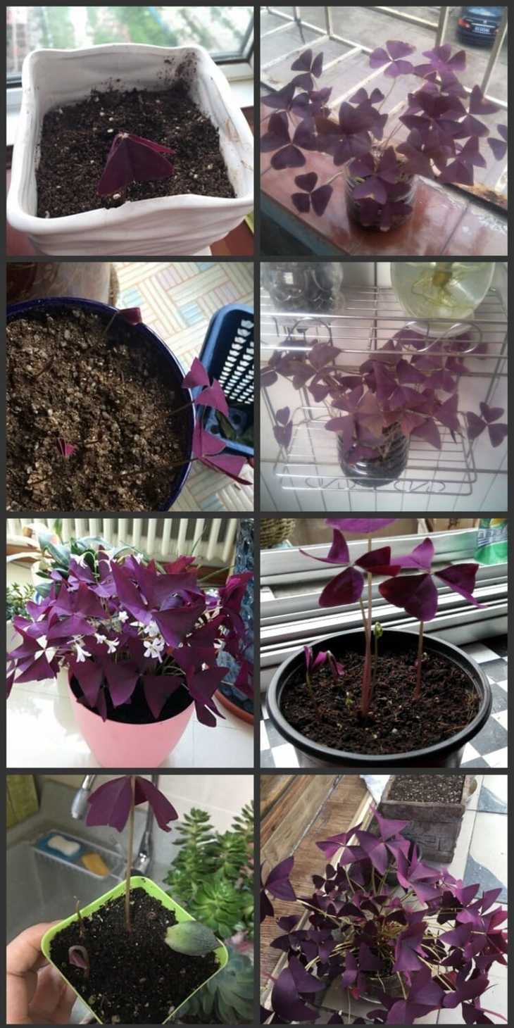 【紫叶酢浆草种球】多年生庭院花卉植物盆栽易种易活
