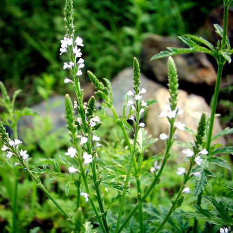 马鞭草酮迷迭香纯露