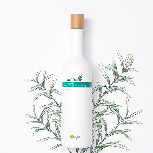 欧莱德 茶树洗发精   发顺丰 商品图0