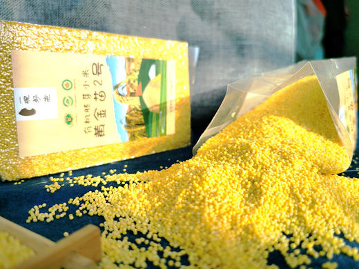 [直播专用]【有机胚芽小米黄金苗2号】内蒙黄金苗2号小米 ， 沙漠与草原交界处，原生态，保留胚芽营养【港澳台不售】 商品图1