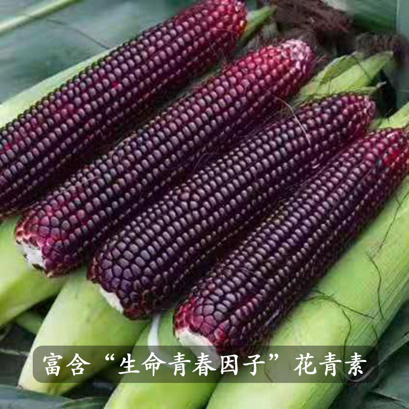 山西无公害认证黑玉米8穗约5斤露天种植软糯香甜花青素含量高