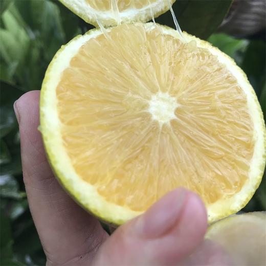褚橙花斑果 商品图5