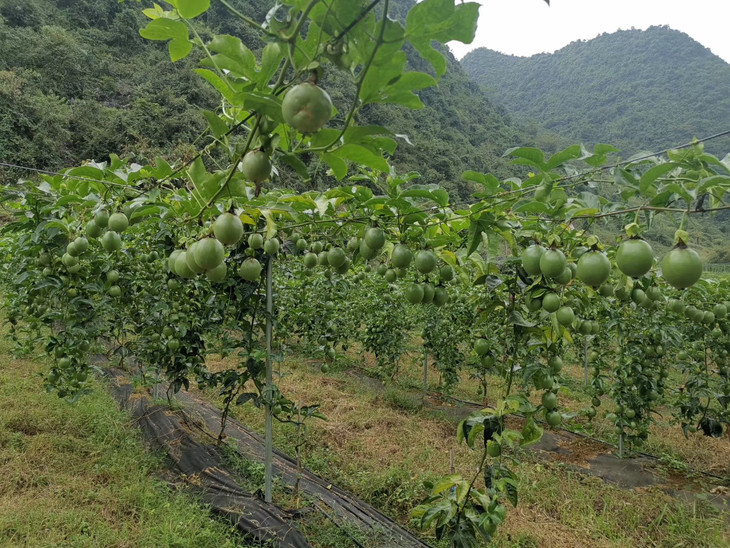 【中检溯源】广西凤山台农特级百香果 5斤精品装/盒 包邮(偏远地区除