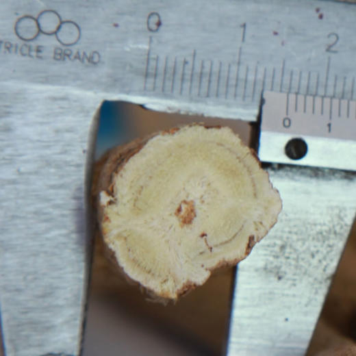 中国黄芪之乡甘肃定西无硫野生黄芪助农统装黄芪条黄芪片黄芪粉1公斤散装 商品图4