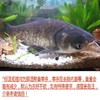 花鲢（每条约2.5斤~5斤，2.5斤起卖，量大需提前预定） 商品缩略图0