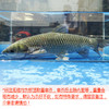 草鱼（每条约2.5~5斤，2.5斤起售，量大需提前预定） 商品缩略图0