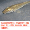 鲤鱼（每条约1~5斤，1斤起卖，量大需提前预定） 商品缩略图0