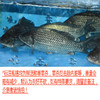 鲫鱼（一条约0.5~0.7斤，0.5斤起售，以实际称重为准） 商品缩略图0