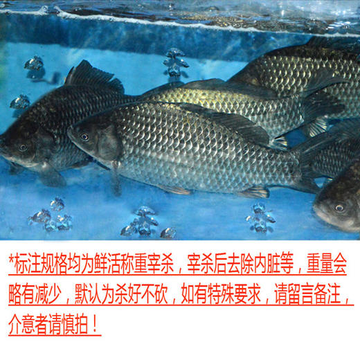 鲫鱼（一条约0.5~0.7斤，0.5斤起售，以实际称重为准） 商品图0