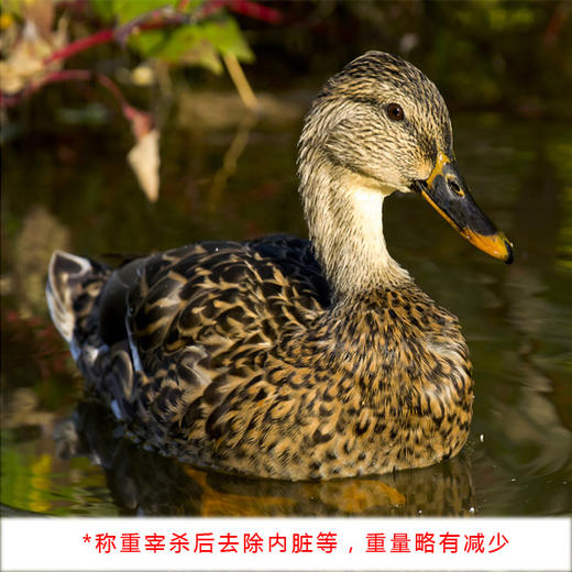 水鸭子 商品图0