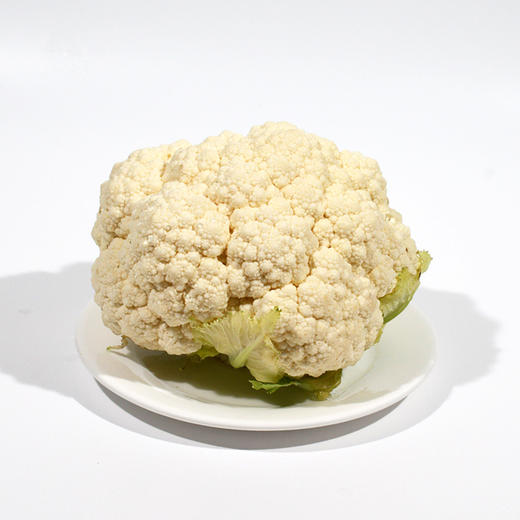 白花菜 商品图0