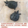 小甲鱼（每只约0.6---0.8斤） 商品缩略图0